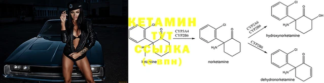 крисы Новодвинск