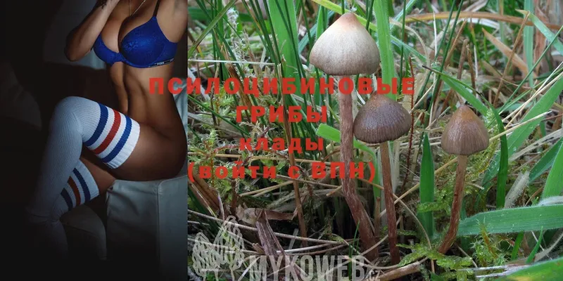 Галлюциногенные грибы MAGIC MUSHROOMS  купить наркоту  Лысьва 